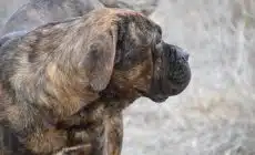 Un bon vieux cane corso en bonne santé